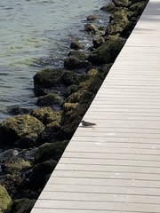 Calidris maritima