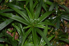 Cyperus albostriatus