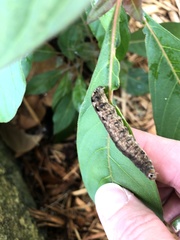 Noctuoidea