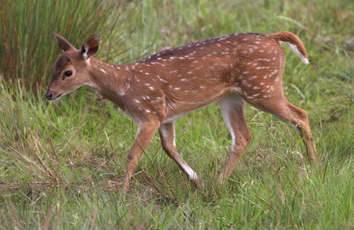 Chital
