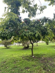 Saraca thaipingensis