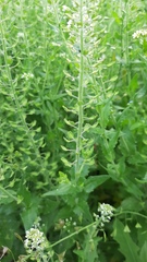 Lepidium campestre