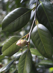 Camellia japonica