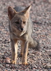 Lycalopex gymnocercus