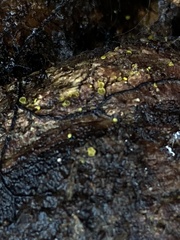 Calycina claroflava
