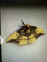 Eacles imperialis cacicus