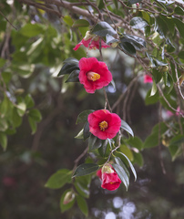 Camellia japonica