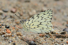 Hesperocharis marchalii