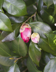 Camellia japonica
