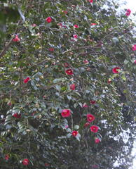 Camellia japonica