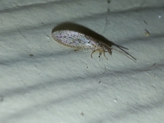 Micromus