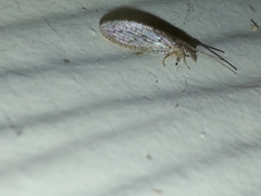 Micromus