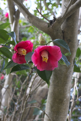 Camellia japonica