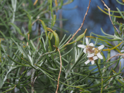 Parolinia glabriuscula