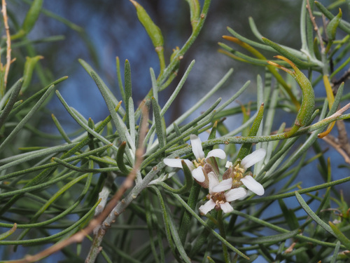 Parolinia glabriuscula image