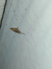 Micromus