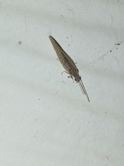 Micromus
