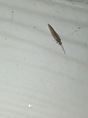 Micromus