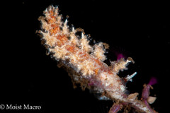 Kabeiro rubroreticulata