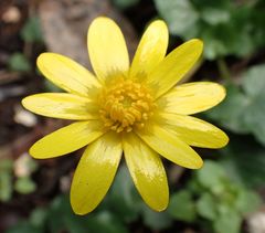 Ficaria verna
