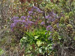 Limonium vigaroense