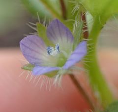 Veronica hederifolia