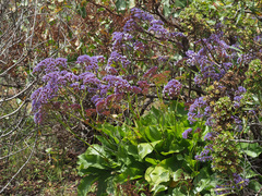 Limonium vigaroense