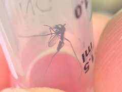 Aedes niveus