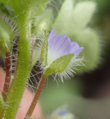 Veronica hederifolia