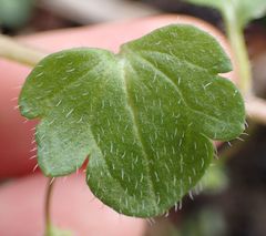 Veronica hederifolia