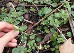Veronica hederifolia