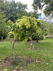Brownea coccinea capitella