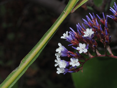 Limonium vigaroense