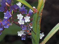 Limonium vigaroense