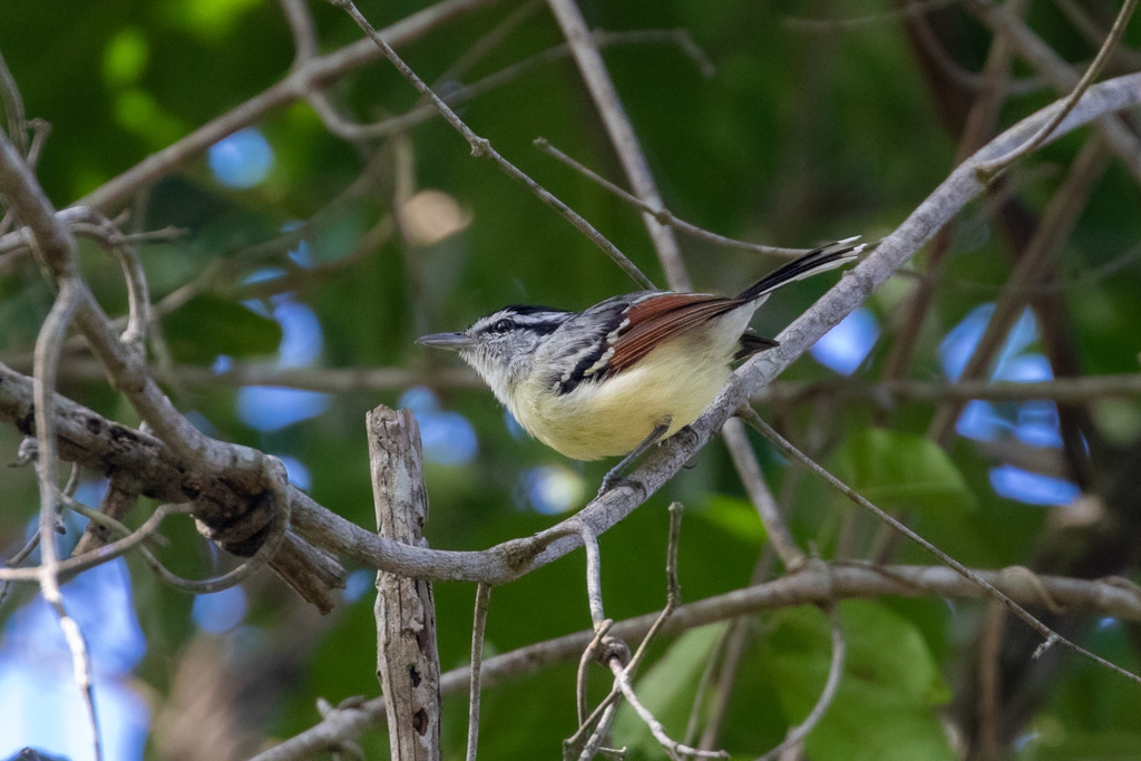 Rusty-winged Antwren photo