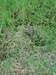 Tigrisoma mexicanum