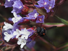 Leptochilus cruentatus