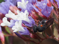 Leptochilus cruentatus