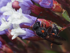 Leptochilus cruentatus