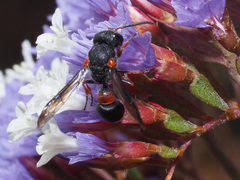 Leptochilus cruentatus