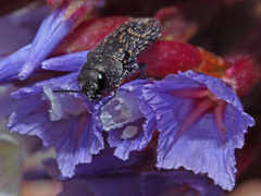 Acmaeodera cisti