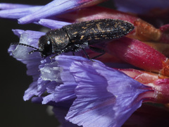 Acmaeodera cisti