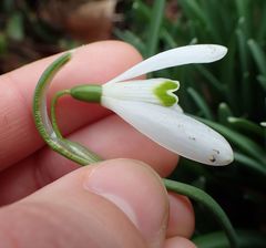 Galanthus nivalis