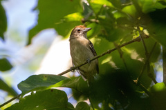 Thamnophilus punctatus huallagae