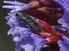 Acmaeodera cisti