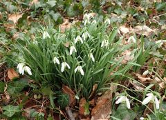Galanthus nivalis