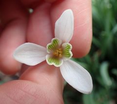 Galanthus nivalis