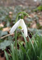 Galanthus nivalis