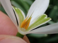 Galanthus nivalis