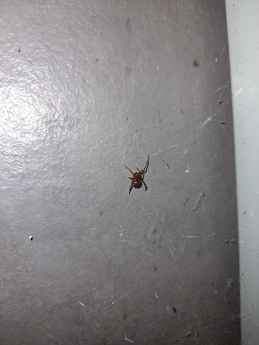 Photo of Red House Spider (Nesticodes rufipes)